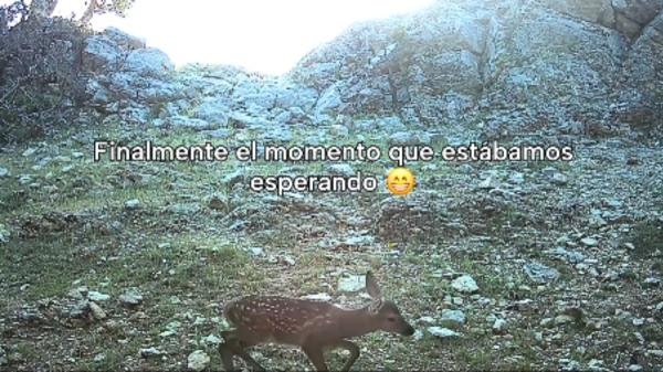 Esconden una cámara durante un mes en lo más profundo del bosque y esto es lo que ocurre cuando no hay humanos - El bosque cambia cuando no hay nadie para verlo en persona
