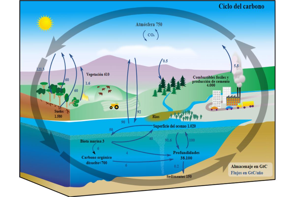 El ciclo del carbono: qué es, cómo funciona y su importancia