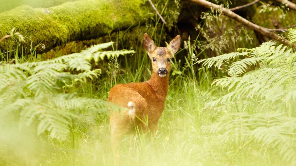 Esconden una cámara durante un mes en lo más profundo del bosque y esto es lo que ocurre cuando no hay humanos