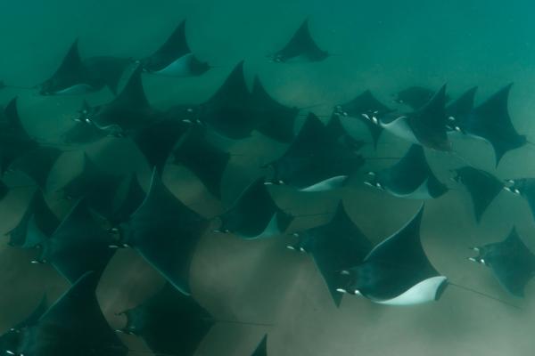 Tipos de rayas - Manta cornuda o Mobula tarapacana