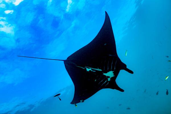 Tipos de rayas - Mantarraya gigante o Mobula birostris