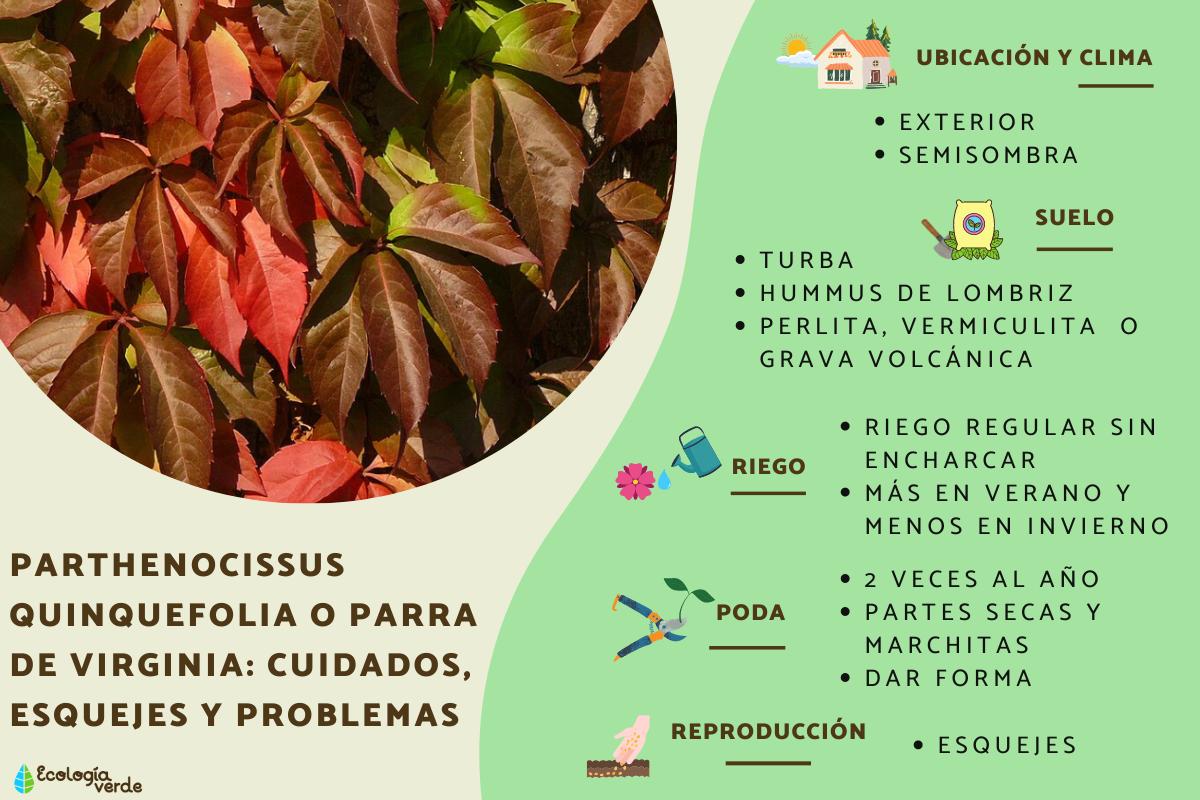 Parthenocissus quinquefolia o parra de Virginia: cuidados, esquejes y problemas