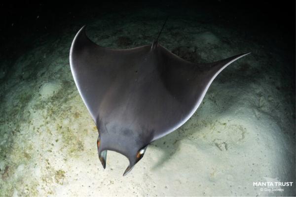 Tipos de rayas - Raya del diablo o Mobula munkiana