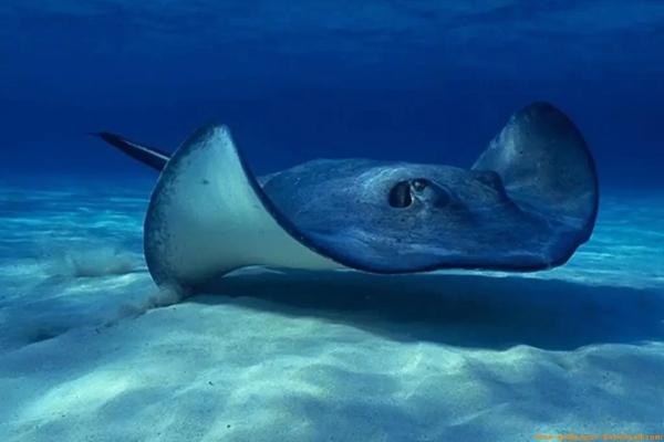 Tipos de rayas - Raya látigo americana o Hypanus americanus