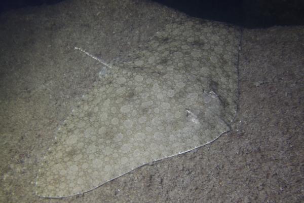 Tipos de rayas - Raya mariposa o Gymnura altavela