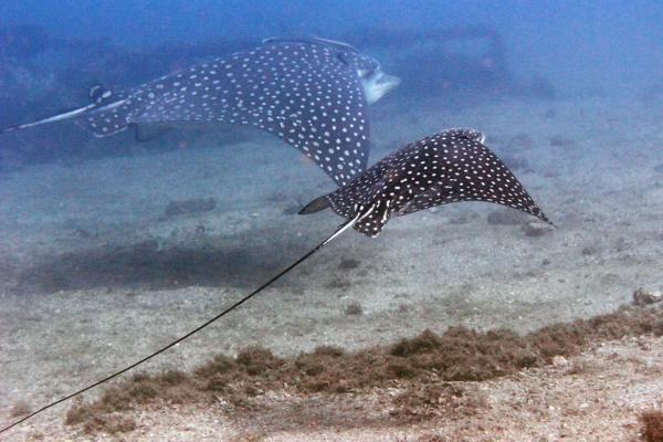 Tipos de rayas - Raya pinta o Aetobatus narinari