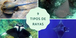 Tipos de rayas