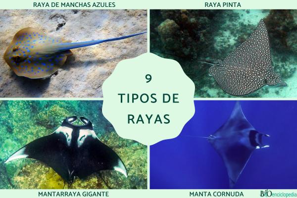 Tipos de rayas