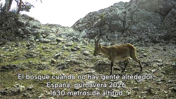 Esconden una cámara durante un mes en lo más profundo del bosque y esto es lo que ocurre cuando no hay humanos - Un gato montés, tejones y cabras también aparecen ante la cámara